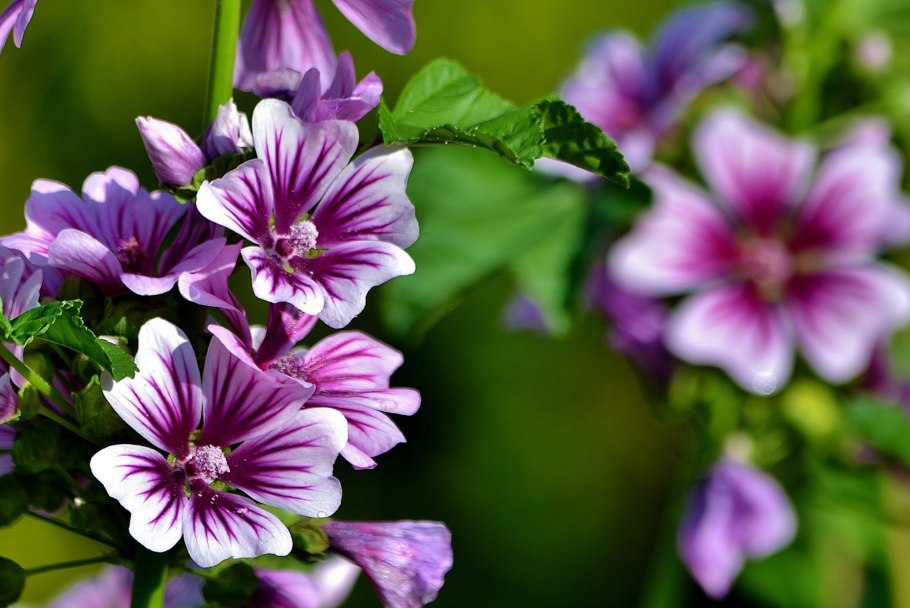 Мальва мелкоцветковая