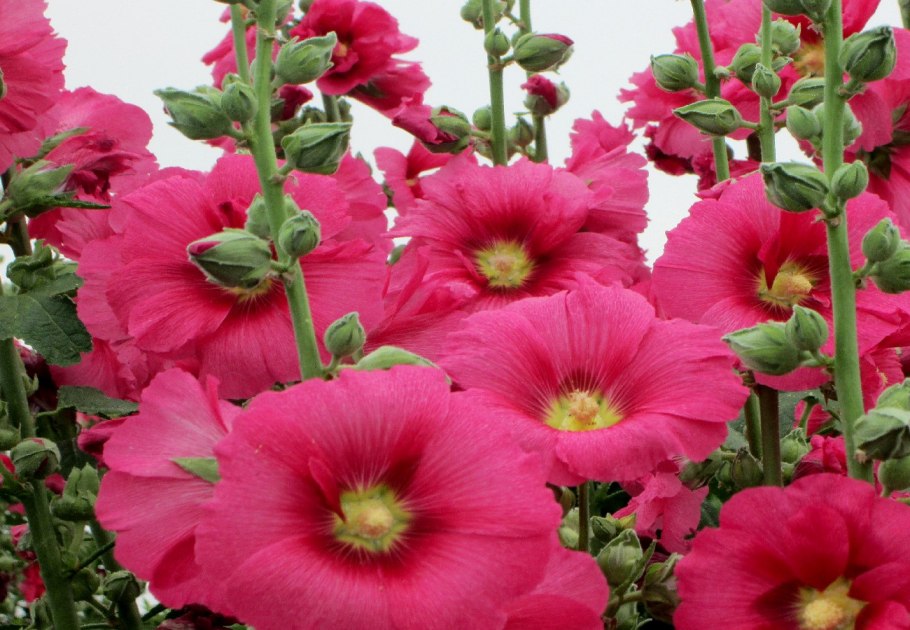 Мальва просвирник