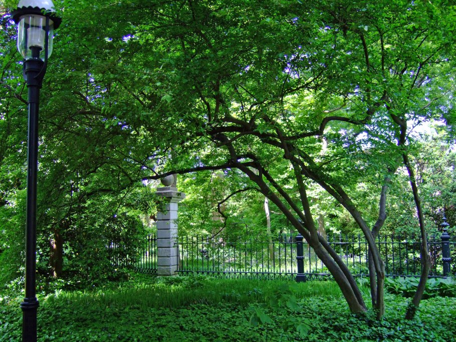 Падубы фото на улице