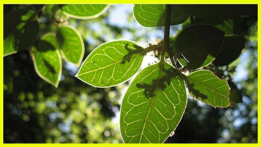 Кардиоптерисовые