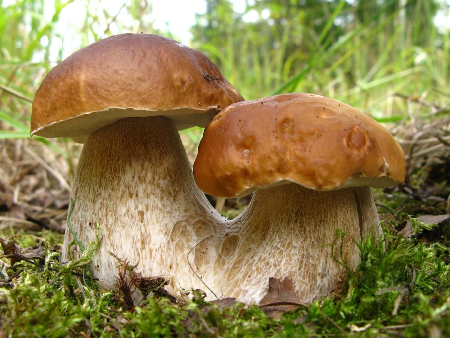 Грибы Boletus edulis