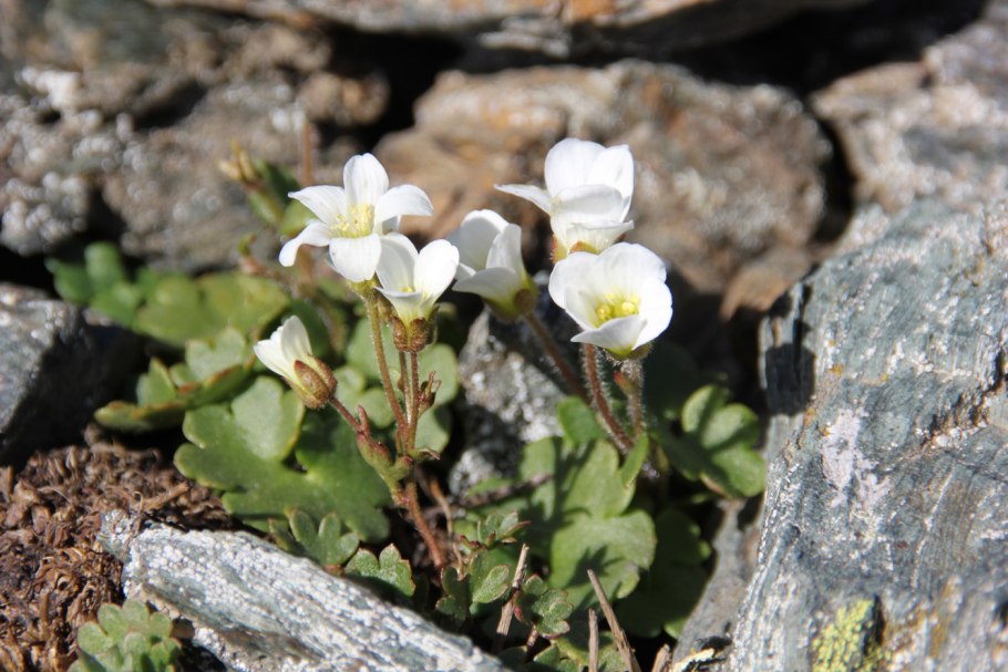Камнеломка Сибирская Saxifraga sibirica
