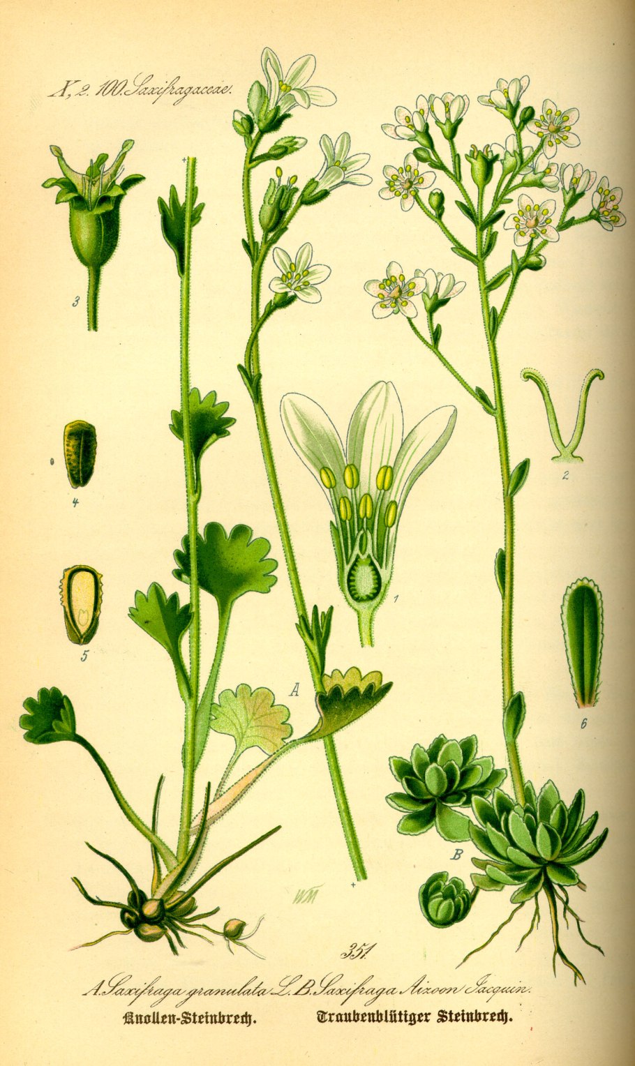 Камнеломка Botanicals