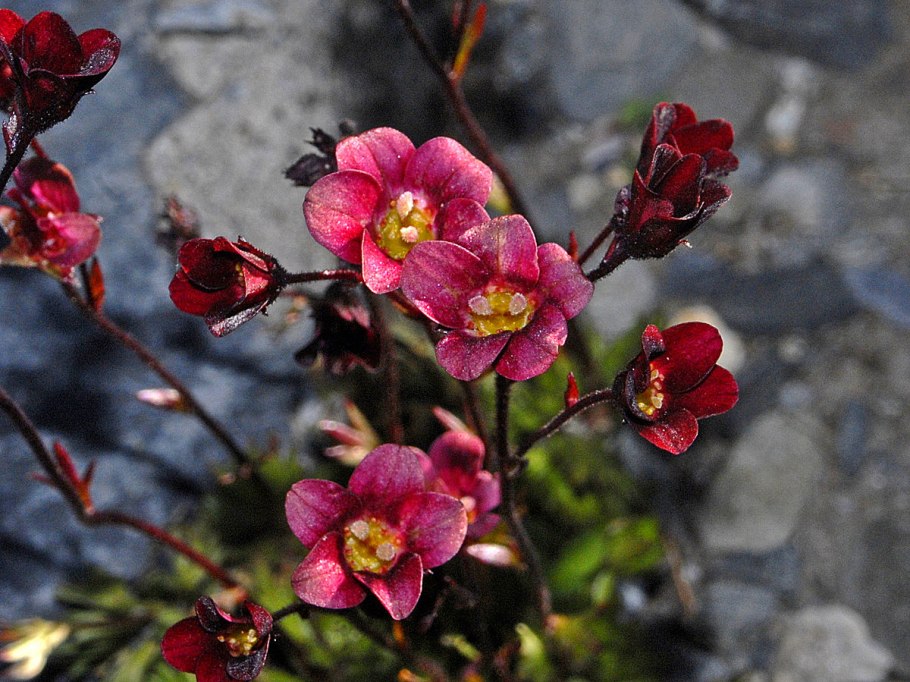 Камнеломка (Saxifragaceae)