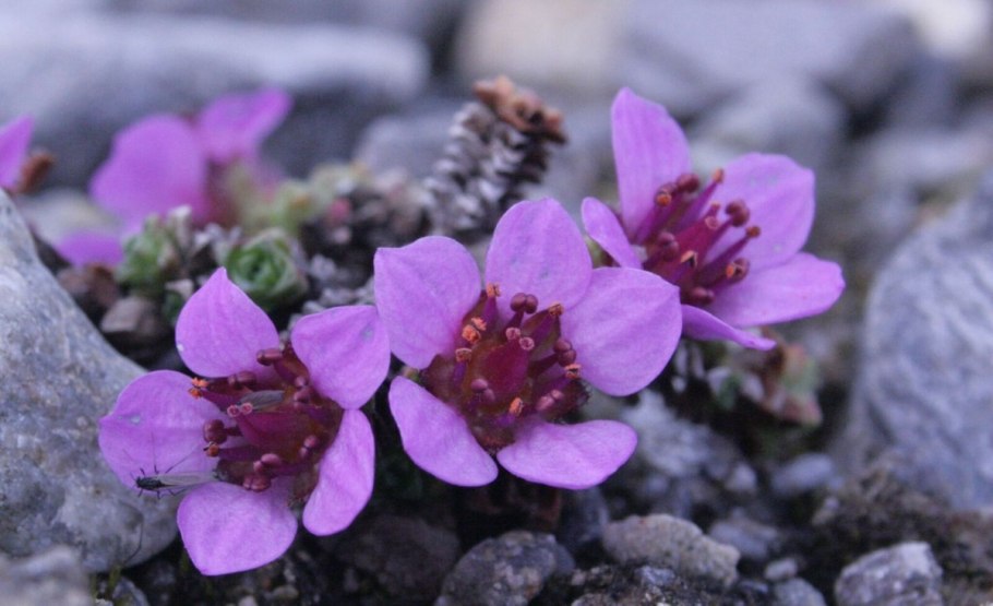 Saxifraga oppositifolia-ботаника