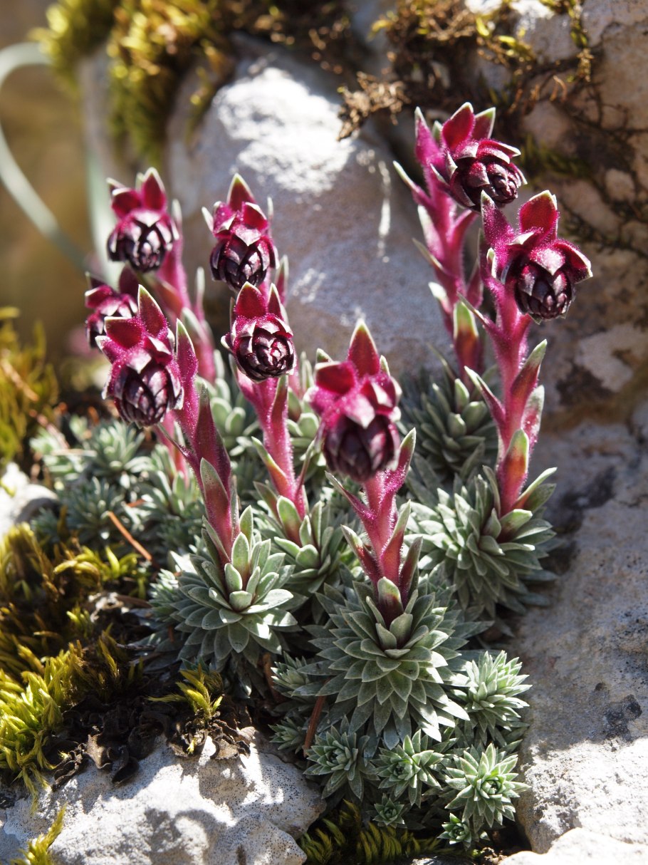 Saxifraga Sempervivum