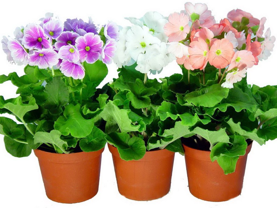 Примула Обконика микс