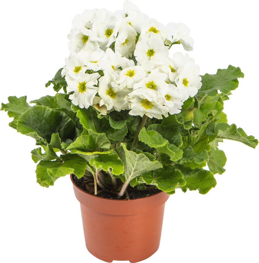 Примула Обконика