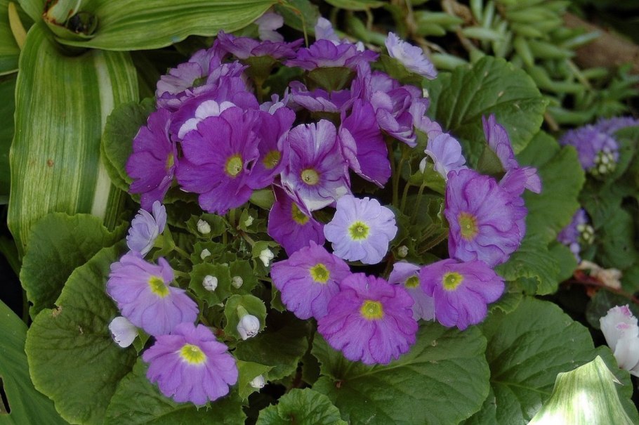 Примула Обконика размножение