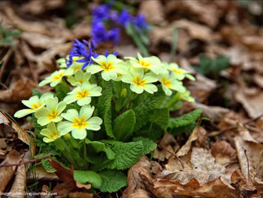 Примула комнатная