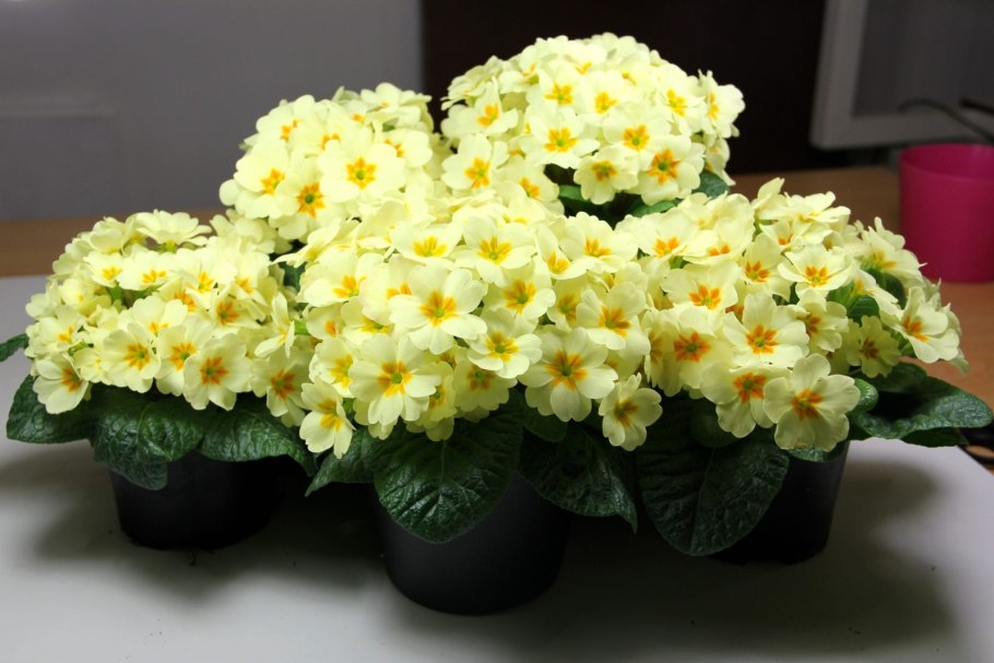 Примула белая