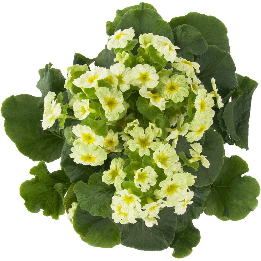 Примула Обконика