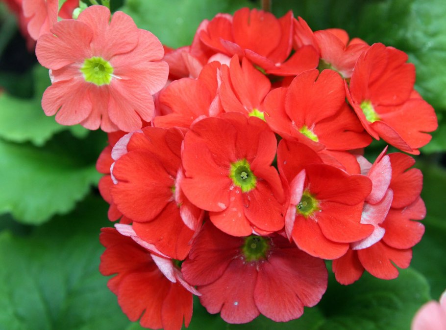 Примула обратноконическая