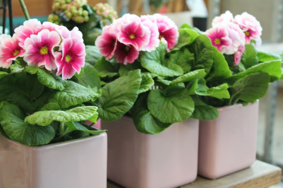 Примула Обконика