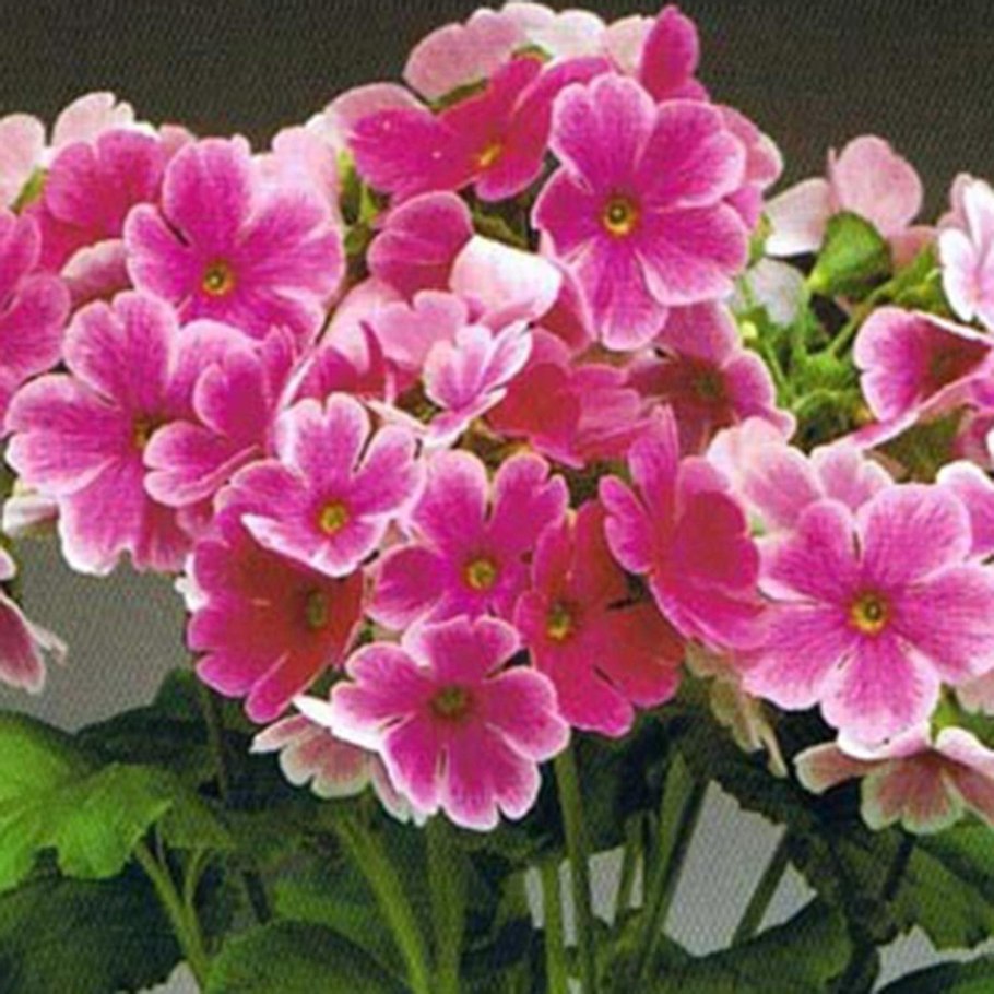 Сцилла Сибирская пушкиния