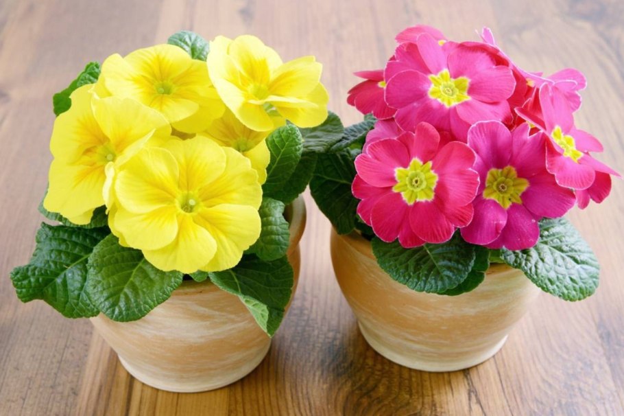 Примула цветок комнатный