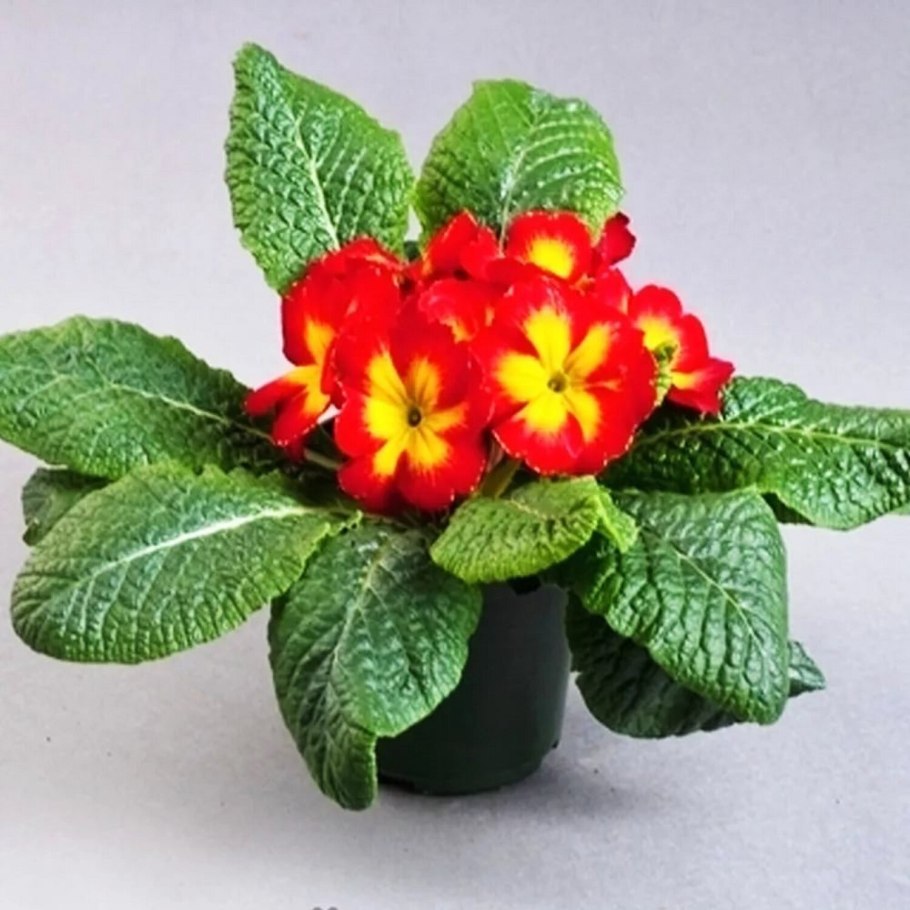 Примула акаулис