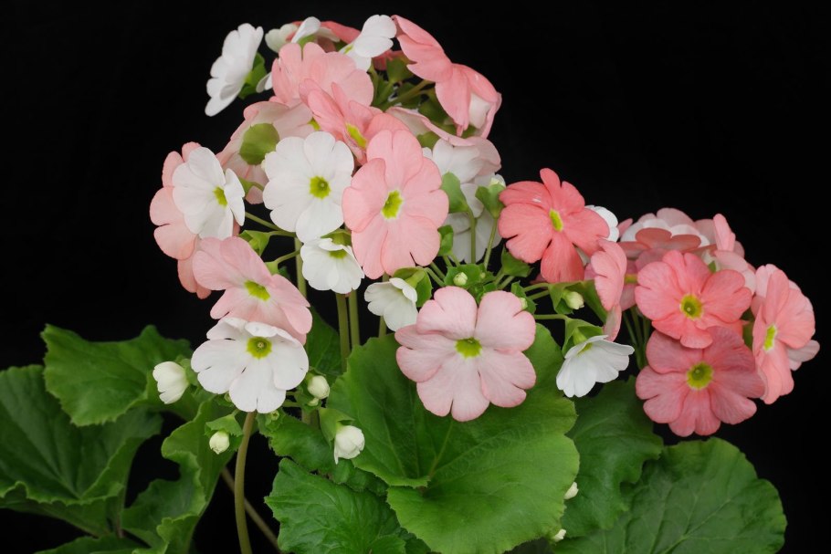 Примула Обконика Грейс