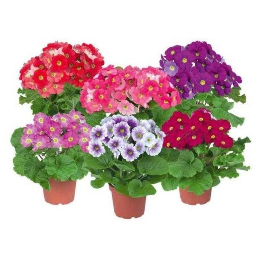 Примула Марго многоцветковая