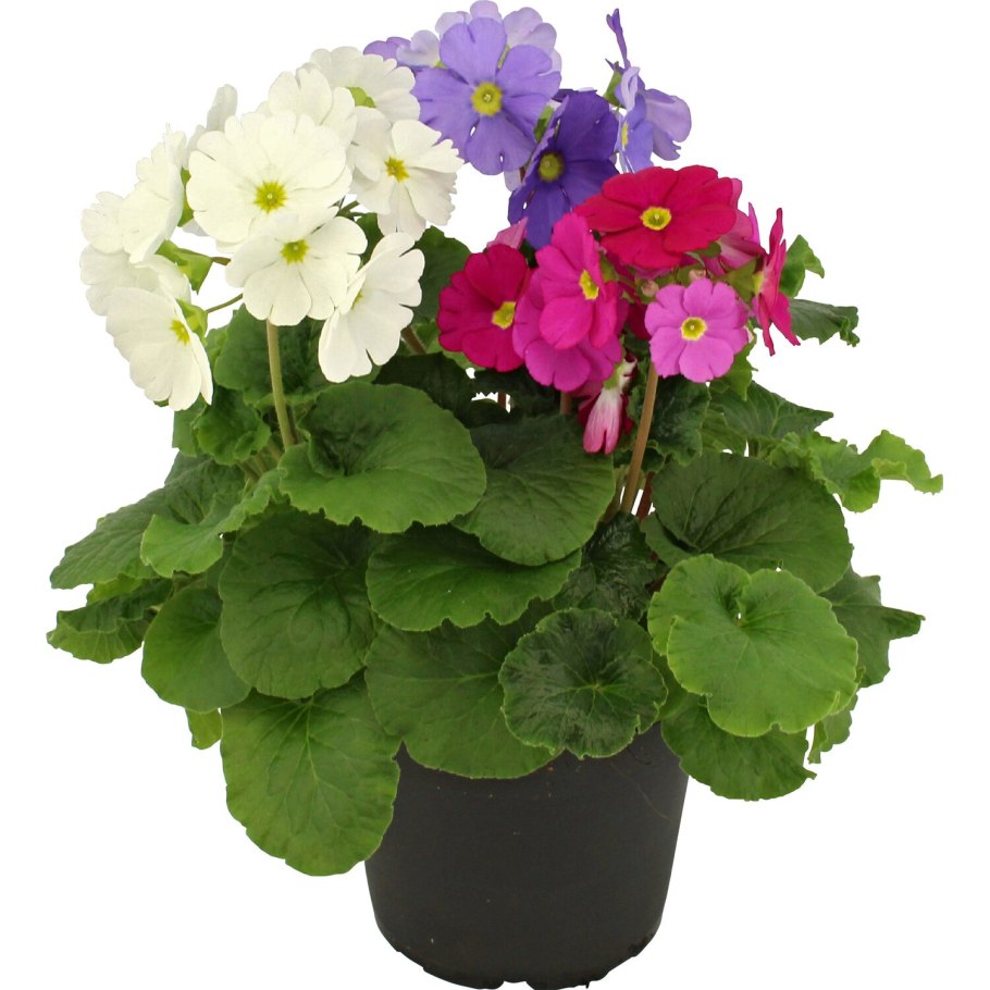 Примула обратноконическая