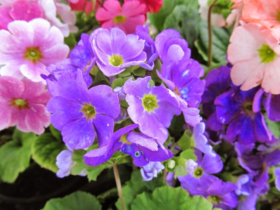 Примула обратноконическая