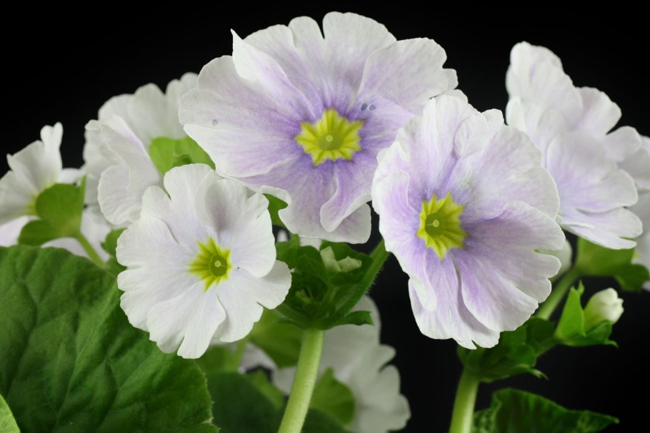 Примула цветок