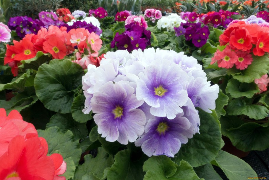 Примула многолетняя комнатная