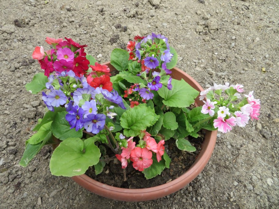 Примула Обконика