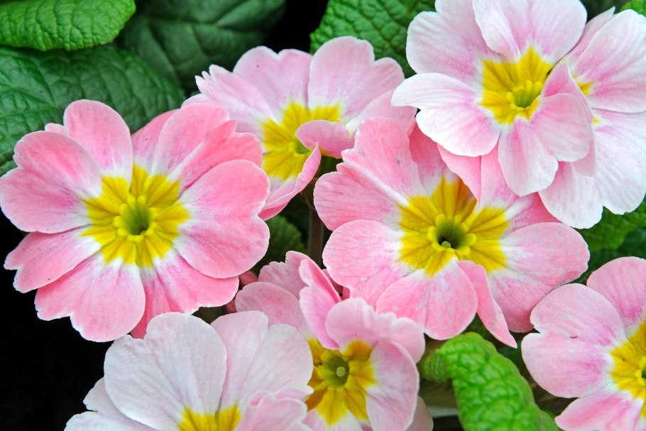 Примула Обконика