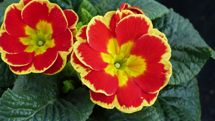 Первоцвет кьюйский (примула)