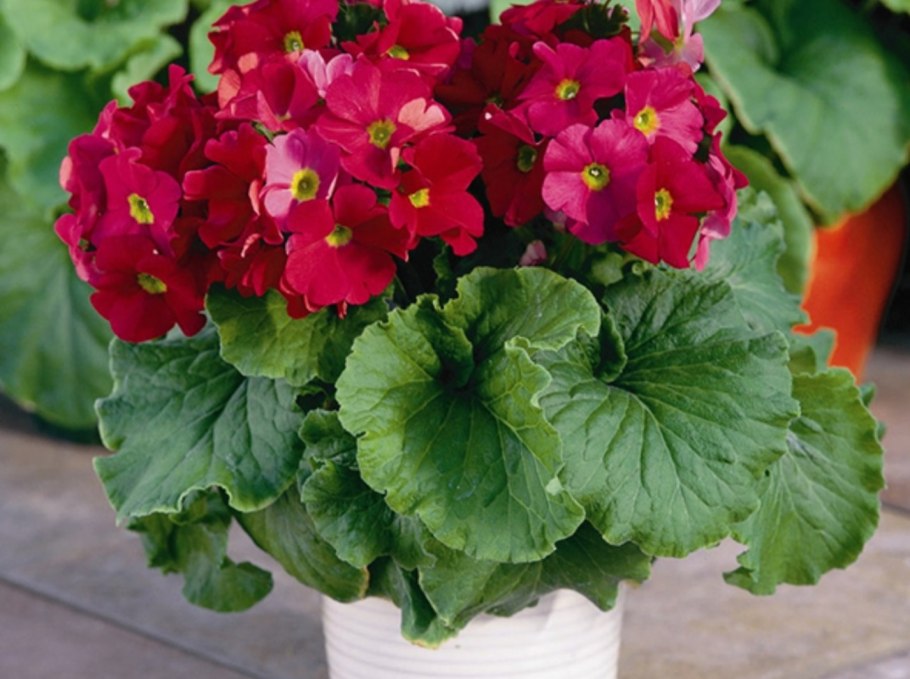 Примула Обконика Либре Red