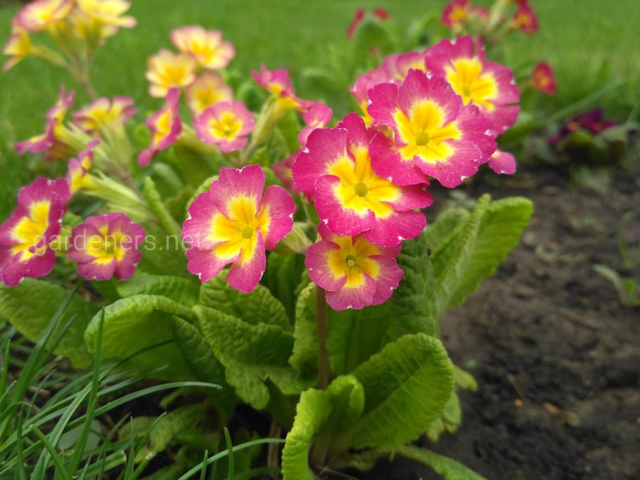 Примула Обконика белая