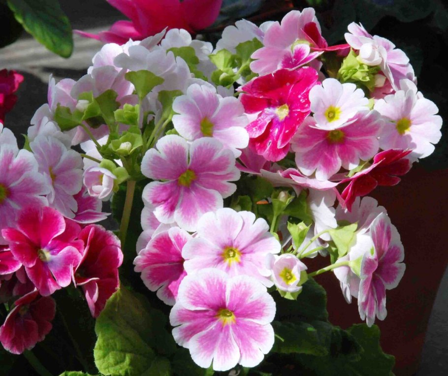 Примула Обконика