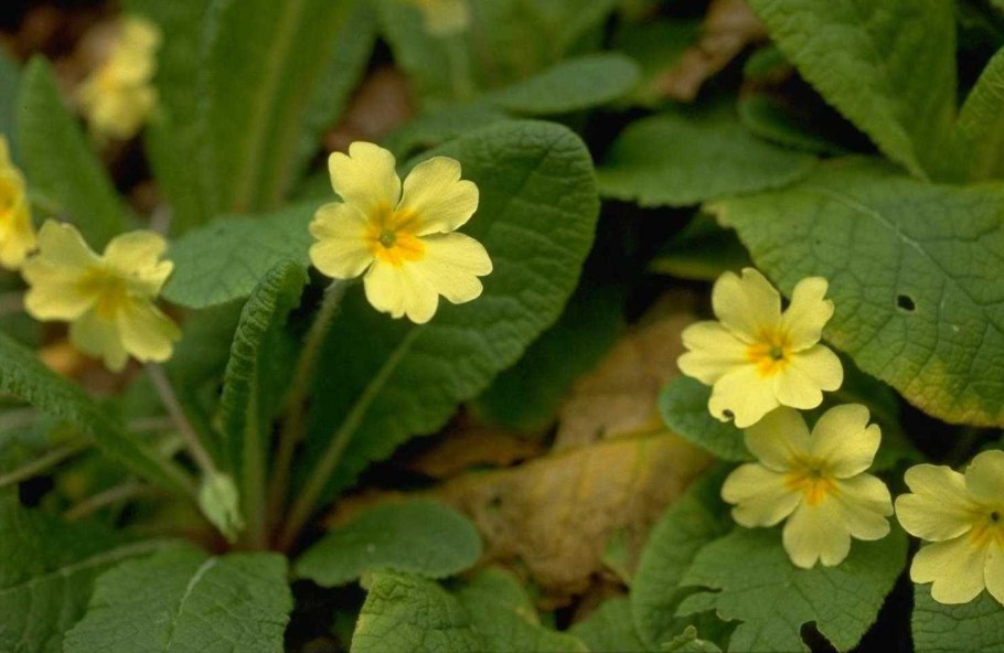 Примула Садовая