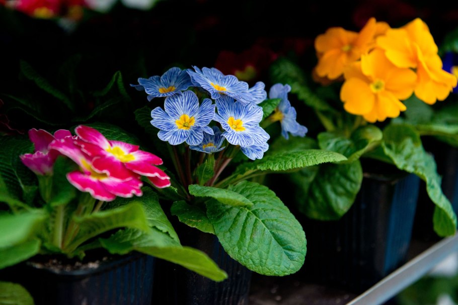 Цветы примула Садовая и домашняя