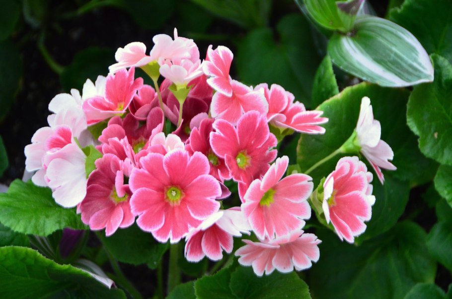 Примула Обконика обратноланцетная