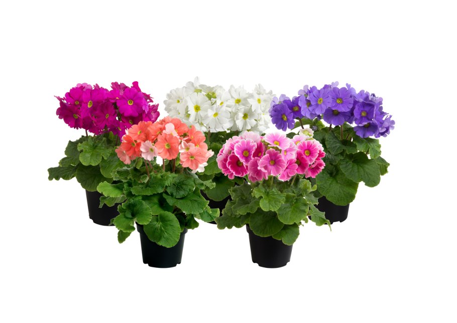 Принулла Черноголовка