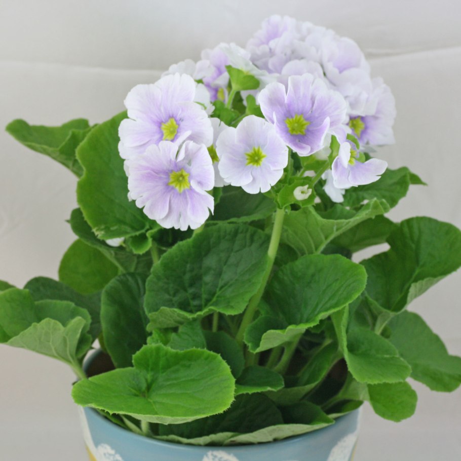 ⋅примула обратноконическая (Primula obconica)