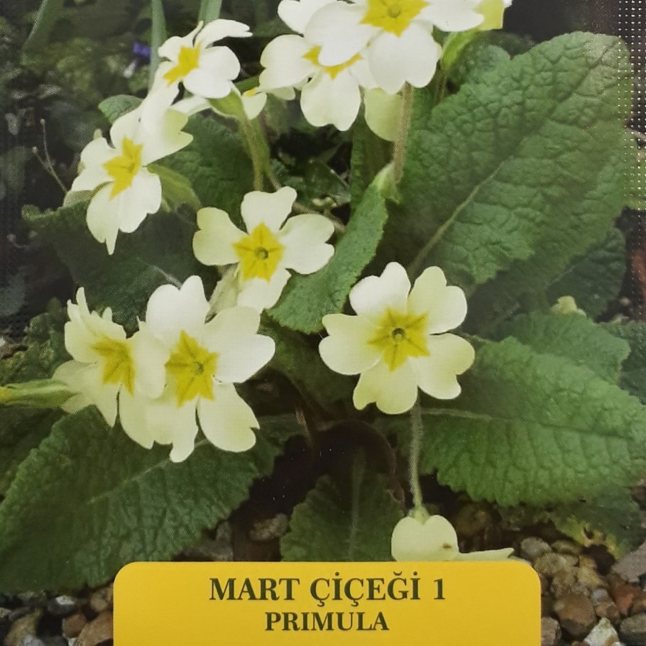 Примула многолетняя комнатная