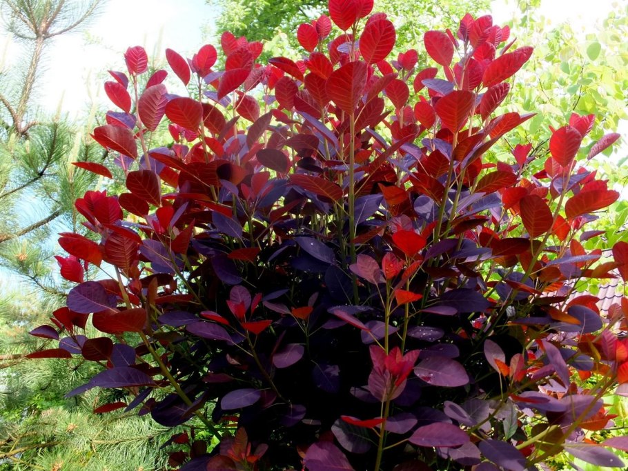 Скумпия Кожевенная (Cotinus coggygria &#96;Royal Purple&#96;)