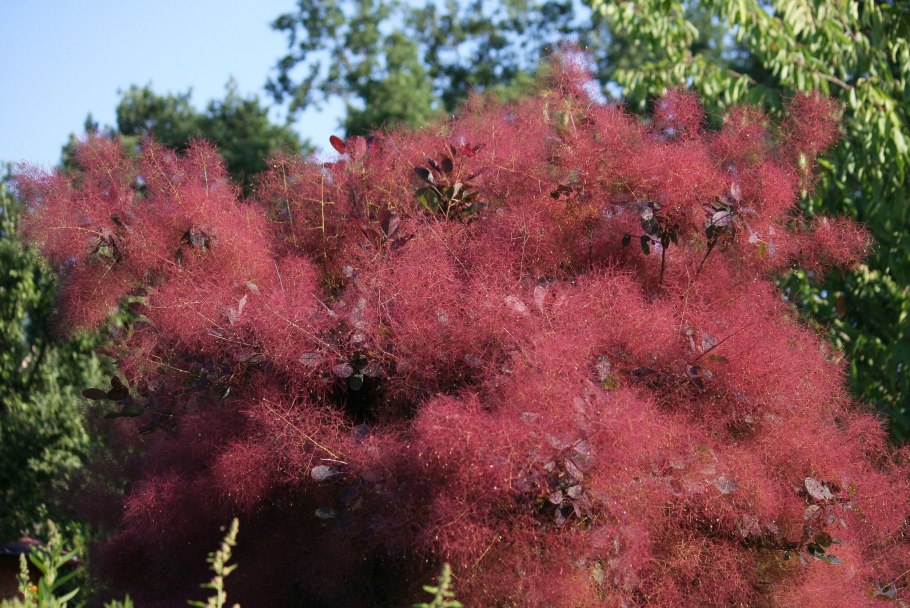Скумпия Кожевенная (Cotinus coggygria &#96;Royal Purple&#96;)