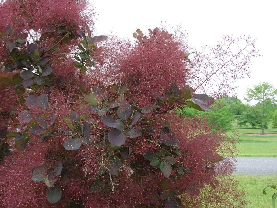 Скумпия Кожевенная