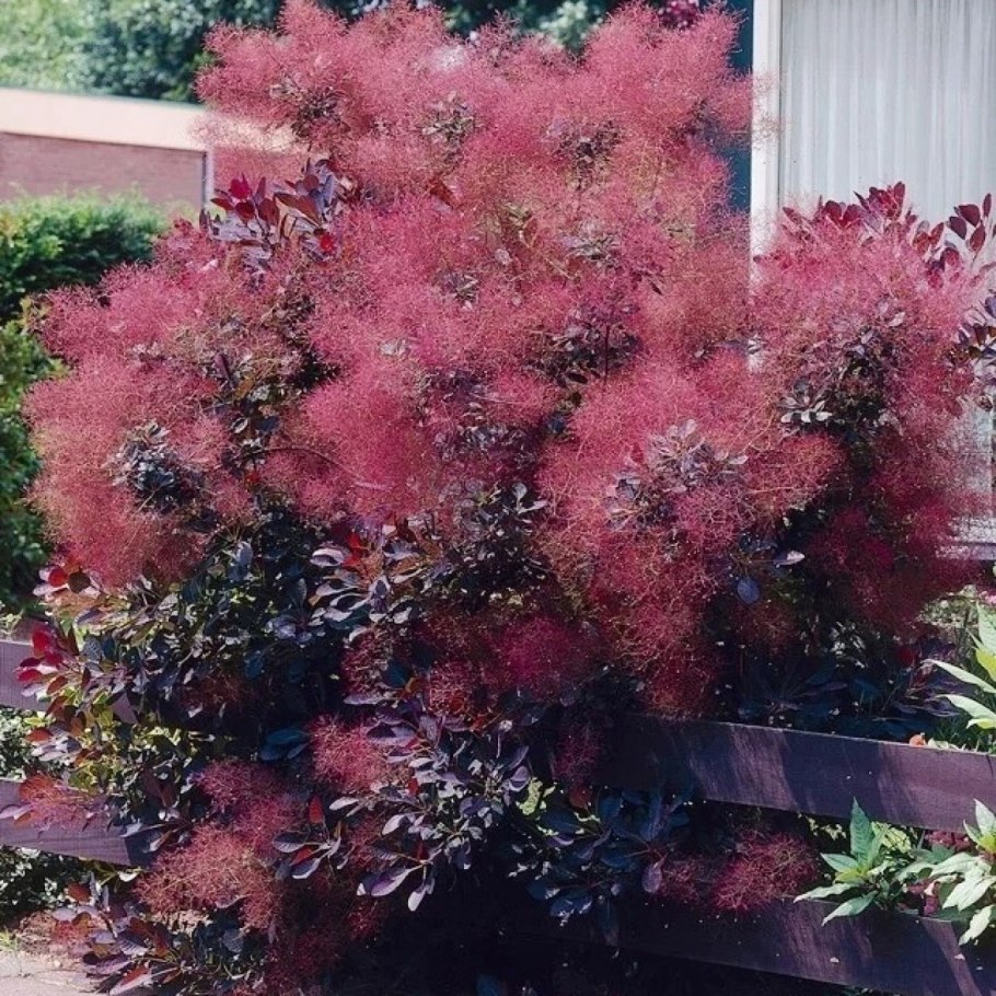 Скумпия Кожевенная Рубрифолиус