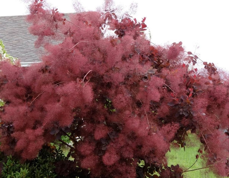 Скумпия Кожевенная дерево