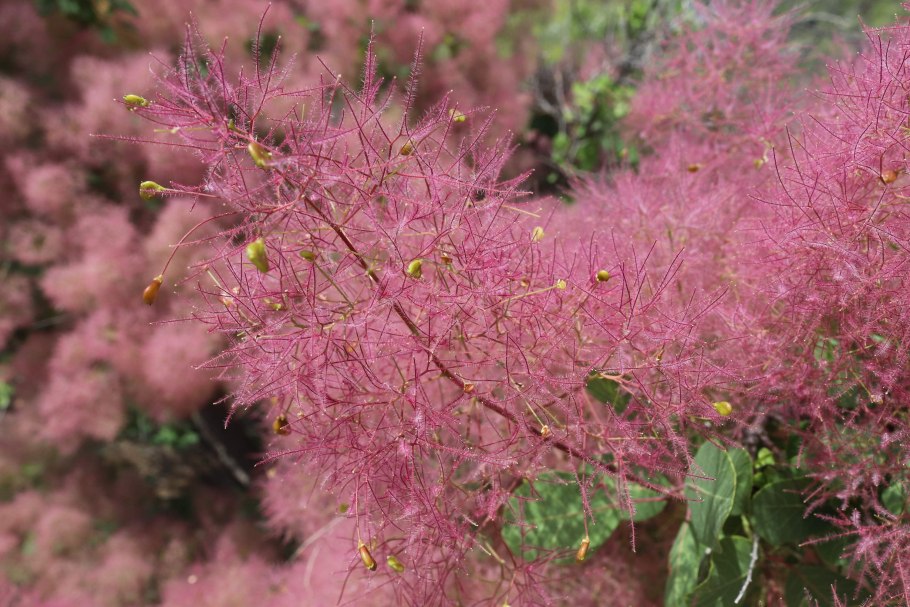 Скумпия Кожевенная (Cotinus coggygria &#96;Royal Purple&#96;)