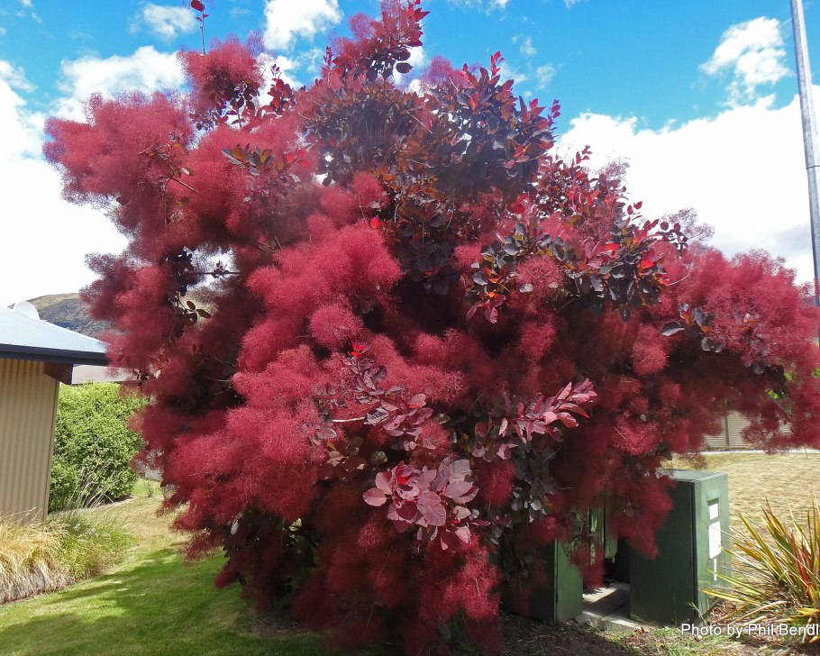 Скумпия Кожевенная Cotinus coggygria