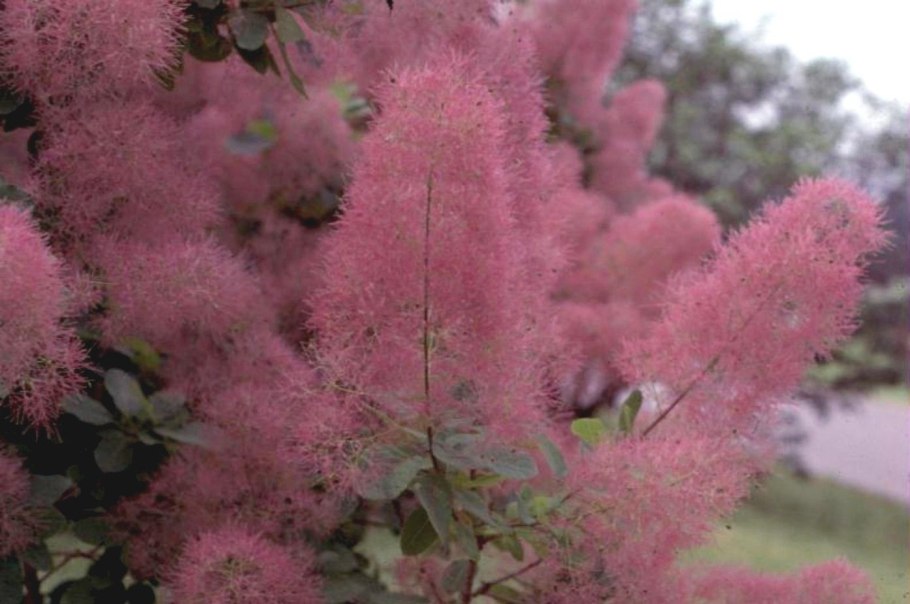 Скумпия кожевенная cotinus coggygria