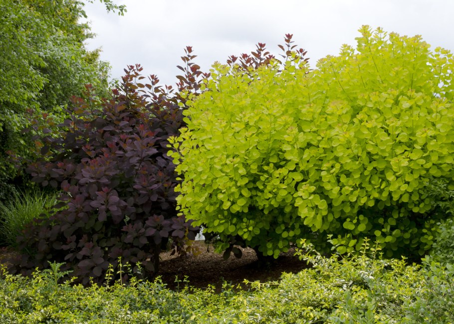 Скумпия Кожевенная Ройал Пурпл Cotinus coggygria Royal Purple