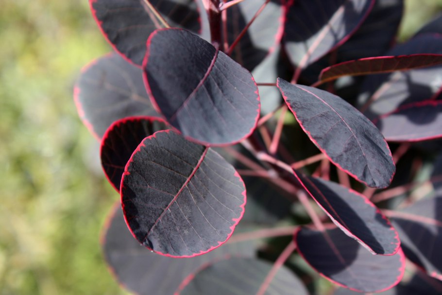 Скумпия кожевенная роял пурпл