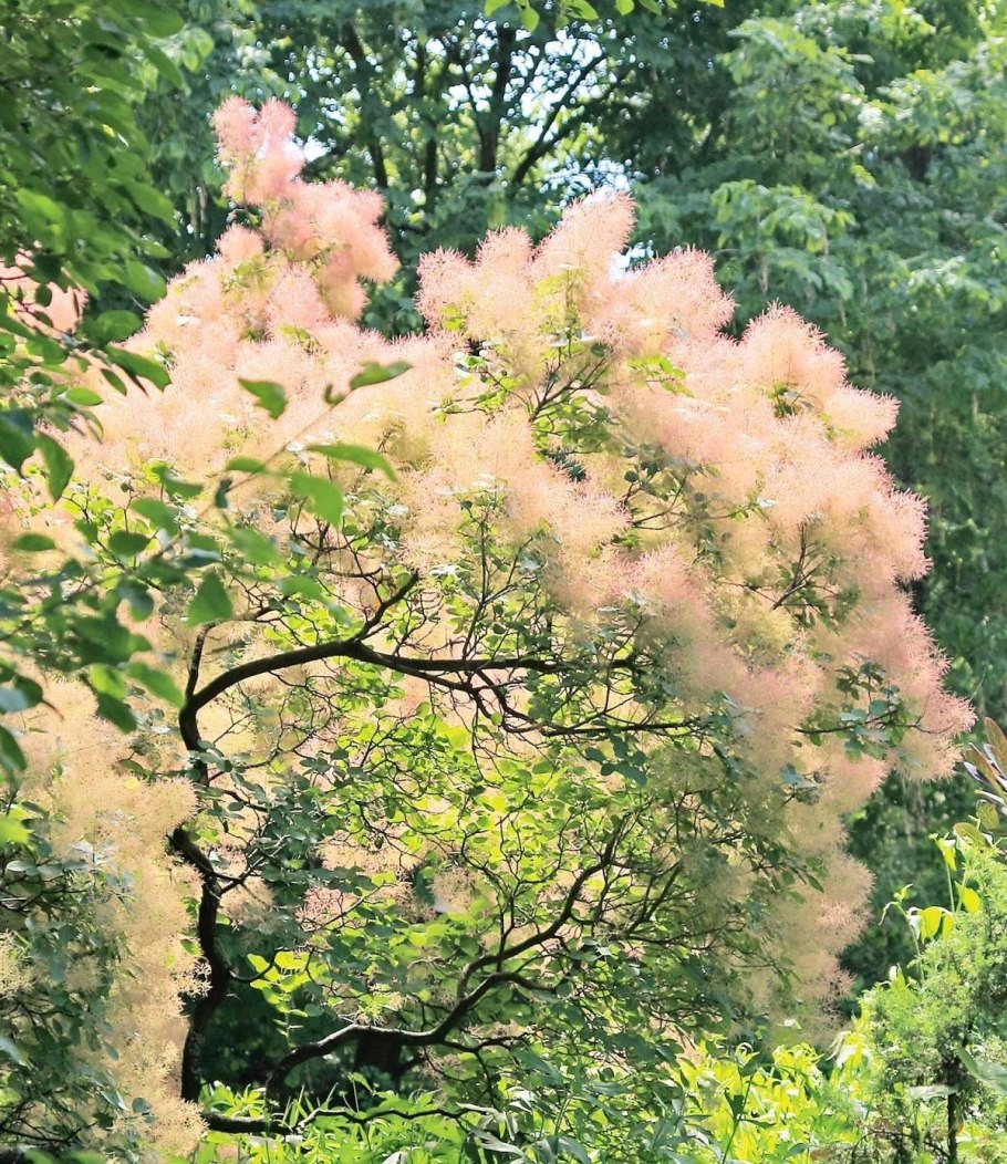 Скумпия Кожевенная